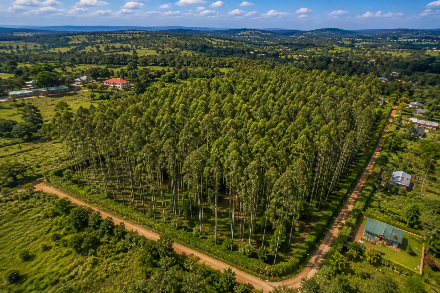 Ndeiya 8.8-Acre Eucalyptus Plantation | Agriculture JV Opportunity